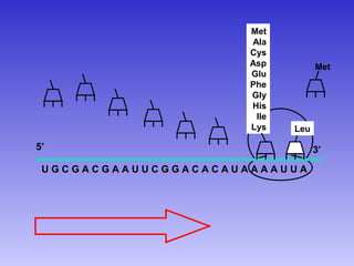 Met
                      Ala
                      Cys
                      Asp          Met
                      Glu
                      Phe
                      Gly
                      His
                       Ile
                      Lys    Leu

5’                                 3’
 UGCGACGAAUUCGGACACAUAAAAUUA
 