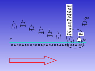 Met
                      Ala
                      Cys
                      Asp
                      Glu          Asn
                      Phe
                      Gly
                      His
                       Ile
                      Lys
                      Leu    Met

5’                                 3’
 GACGAAUUCGGACACAUAAAAUUAAUG
 