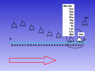 Met Ala
                         Cys
                         Asp
                         Glu
                         Phe          Pro
                         Gly
                         His
                          Ile
                         Lys
                         Leu
                         Met    Asn

5’                                    3’
 GAAUUCGGACACAUAAAAUUAAUGAAC
 