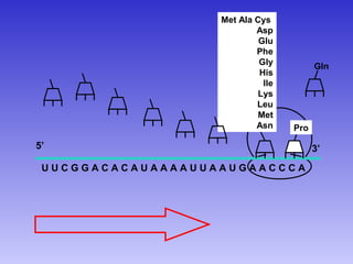 Met Ala Cys
                           Asp
                            Glu
                           Phe
                            Gly          Gln
                            His
                             Ile
                            Lys
                           Leu
                            Met
                           Asn     Pro

5’                                       3’
 UUCGGACACAUAAAAUUAAUGAACCCA
 