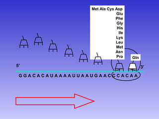 Met Ala Cys Asp
                             Glu
                             Phe
                              Gly
                              His
                               Ile
                             Lys
                             Leu
                             Met
                             Asn
                             Pro     Gln

5’                                         3’
 GGACACAUAAAAUUAAUGAACCCACAA
 