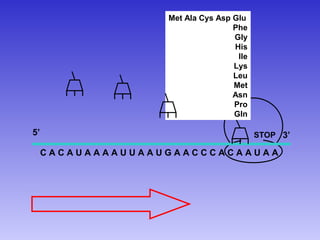 Met Ala Cys Asp Glu
                                   Phe
                                   Gly
                                   His
                                    Ile
                                   Lys
                                   Leu
                                   Met
                                   Asn
                                   Pro
                                   Gln

5’                                        STOP 3’

     CACAUAAAAUUAAUGAACCCACAAUAA
 
