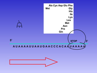 Ala Cys Asp Glu Phe
                 Met               Gly
                                   His
                                    Ile
                                   Lys
                                 Leu
                                Met
                              Asn
                             Pro
                           Gln


5’                                   STOP   3’
     AUAAAAUUAAUGAACCCACAAUAAAAA
 