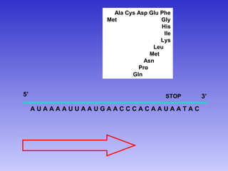 Ala Cys Asp Glu Phe
                 Met               Gly
                                   His
                                    Ile
                                   Lys
                                Leu
                               Met
                             Asn
                           Pro
                         Gln


5’                                   STOP   3’
     AUAAAAUUAAUGAACCCACAAUAATAC
 