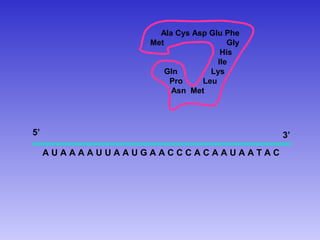 Ala Cys Asp Glu Phe
                 Met                Gly
                                  His
                                 Ile
                     Gln       Lys
                      Pro    Leu
                      Asn Met




5’                                        3’
     AUAAAAUUAAUGAACCCACAAUAATAC
 