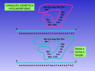 VARIAÇÃO GENÉTICA
                                  Ala Cys Asp Glu Phe
  =POLIMORFISMO                    Met
                                                    Gly
                                                   His
                                                  Ile
                                    Gln         Lys
                                      Pro     Leu
                                      Asn Met

      5’                                                          3’
           AUAAAAUUAAUGAACCCACAAUAATAC

                                  Ala Cys Asp Glu Phe
                                   Met
                                                    Gly
                                                   His
                                                  Ile             Muda a
                                    Gln         Lys               forma e
                                      Pro     Leu                 função
                                      Asn CYS

      5’                                                          3’
           A U A A A A U U A A U G A A C AA A C A A U A A T A C
 