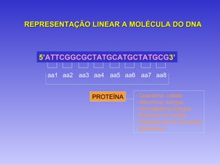 REPRESENTAÇÃO LINEAR A MOLÉCULA DO DNA



   5’ATTCGGCGCTATGCATGCTATGCG3’

    aa1 aa2 aa3 aa4 aa5 aa6 aa7 aa8


               PROTEÍNA    - Queratina- cabelo
                           - Albumina- sangue
                           - Hemoglobina-sangue
                           - Estrutura do cabelo
                           - Proteína da cor do cabelo
                             (Melanina)
 