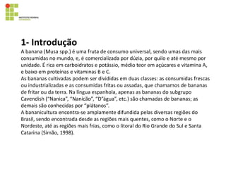 1- Introdução
A banana (Musa spp.) é uma fruta de consumo universal, sendo umas das mais
consumidas no mundo, e, é comercializada por dúzia, por quilo e até mesmo por
unidade. É rica em carboidratos e potássio, médio teor em açúcares e vitamina A,
e baixo em proteínas e vitaminas B e C.
As bananas cultivadas podem ser divididas em duas classes: as consumidas frescas
ou industrializadas e as consumidas fritas ou assadas, que chamamos de bananas
de fritar ou da terra. Na língua espanhola, apenas as bananas do subgrupo
Cavendish (“Nanica”, “Nanicão”, “D”água”, etc.) são chamadas de bananas; as
demais são conhecidas por “plátanos”.
A bananicultura encontra-se amplamente difundida pelas diversas regiões do
Brasil, sendo encontrada desde as regiões mais quentes, como o Norte e o
Nordeste, até as regiões mais frias, como o litoral do Rio Grande do Sul e Santa
Catarina (Simão, 1998).
 
