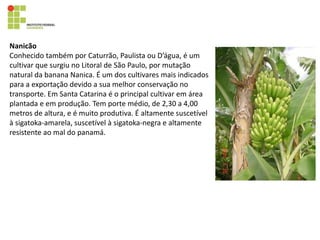 Nanicão
Conhecido também por Caturrão, Paulista ou D’água, é um
cultivar que surgiu no Litoral de São Paulo, por mutação
natural da banana Nanica. É um dos cultivares mais indicados
para a exportação devido a sua melhor conservação no
transporte. Em Santa Catarina é o principal cultivar em área
plantada e em produção. Tem porte médio, de 2,30 a 4,00
metros de altura, e é muito produtiva. É altamente suscetível
à sigatoka-amarela, suscetível à sigatoka-negra e altamente
resistente ao mal do panamá.
 