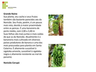 Grande Naine
Sua planta, seu cacho e seus frutos
também são bastante parecidos aos da
Nanicão. Seu fruto, porém, é um pouco
mais reto, devido à maior proximidade
entre as pencas. É uma bananeira de
porte médio, com 2,00 a 3,40 m
Suas folhas são mais juntas e mais caídas
do que as da Nanicão. Atualmente é a
bananeira mais cultivada em diversos
países produtores de banana e uma das
mais procuradas para plantio em Santa
Catarina. É altamente suscetível à
sigatoka-amarela, suscetível à sigatoka-
negra e altamente resistente ao mal do
panamá.
Nanicão Corupá
 
