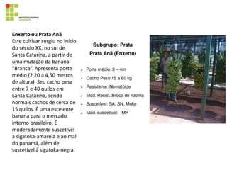 Enxerto ou Prata Anã
Este cultivar surgiu no início
do século XX, no sul de
Santa Catarina, a partir de
uma mutação da banana
“Branca”. Apresenta porte
médio (2,20 a 4,50 metros
de altura). Seu cacho pesa
entre 7 e 40 quilos em
Santa Catarina, sendo
normais cachos de cerca de
15 quilos. É uma excelente
banana para o mercado
interno brasileiro. É
moderadamente suscetível
à sigatoka-amarela e ao mal
do panamá, além de
suscetível à sigatoka-negra.
 