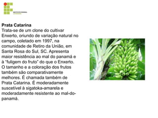 Prata Catarina
Trata-se de um clone do cultivar
Enxerto, oriundo de variação natural no
campo, coletado em 1997, na
comunidade de Retiro da União, em
Santa Rosa do Sul, SC. Apresenta
maior resistência ao mal do panamá e
à “fuligem do fruto” do que o Enxerto.
O tamanho e a coloração dos frutos
também são comparativamente
melhores. É chamada também de
Prata Catarina. É moderadamente
suscetível à sigatoka-amarela e
moderadamente resistente ao mal-do-
panamá.
 