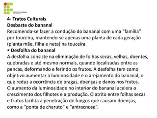4- Tratos Culturais
Desbaste do bananal
Recomenda-se fazer a condução do bananal com uma “família”
por touceira, mantendo-se apenas uma planta de cada geração
(planta mãe, filha e neta) na touceira.
• Desfolha do bananal
A desfolha consiste na eliminação de folhas secas, velhas, doentes,
quebradas e até mesmo normais, quando localizadas entre as
pencas, deformando e ferindo os frutos. A desfolha tem como
objetivo aumentar a luminosidade e o arejamento do bananal, o
que reduz a ocorrência de pragas, doenças e danos nos frutos.
O aumento da luminosidade no interior do bananal acelera o
crescimento dos filhotes e a produção. O atrito entre folhas secas
e frutos facilita a penetração de fungos que causam doenças,
como a “ponta de charuto” e “antracnose”.
 