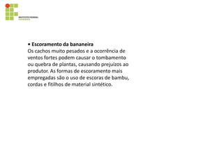 • Escoramento da bananeira
Os cachos muito pesados e a ocorrência de
ventos fortes podem causar o tombamento
ou quebra de plantas, causando prejuízos ao
produtor. As formas de escoramento mais
empregadas são o uso de escoras de bambu,
cordas e fitilhos de material sintético.
 