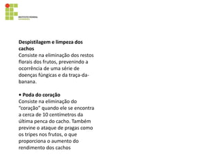 Despistilagem e limpeza dos
cachos
Consiste na eliminação dos restos
florais dos frutos, prevenindo a
ocorrência de uma série de
doenças fúngicas e da traça-da-
banana.
• Poda do coração
Consiste na eliminação do
“coração” quando ele se encontra
a cerca de 10 centímetros da
última penca do cacho. Também
previne o ataque de pragas como
os tripes nos frutos, o que
proporciona o aumento do
rendimento dos cachos
 