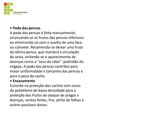 • Poda das pencas
A poda das pencas é feita manualmente,
arrancando-se os frutos das pencas inferiores
ou eliminando-os com o auxílio de uma faca
ou canivete. Recomenda-se deixar uma fruta
da última penca, que manterá a circulação
da seiva, evitando-se o aparecimento de
doenças como a “seca do rabo” -podridão do
engaço. A poda das pencas contribui para
maior uniformidade e tamanho das pencas e
para o peso do cacho.
• Ensacamento
Consiste na proteção dos cachos com sacos
de polietileno de baixa densidade para a
proteção dos frutos do ataque de pragas e
doenças, ventos fortes, frio, atrito de folhas e
outros possíveis danos.
 