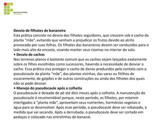 Desvio de filhotes de bananeira
Esta prática consiste no desvio dos filhotes seguidores, que crescem sob o cacho da
planta “mãe”, evitando que venham a prejudicar os frutos devido ao atrito
provocado por suas folhas. Os filhotes das bananeiras devem ser conduzidos para o
lado mais alto da encosta, visando manter seus rizomas no interior do solo.
• Desvio de cachos
Nos terrenos planos é bastante comum que os cachos sejam lançados exatamente
sobre os filhos escolhidos como sucessores, havendo a necessidade de desviar o
cacho. Essa prática visa proteger o cacho de danos produzidos pelo contato com o
pseudocaule da planta “mãe”, das plantas vizinhas, das varas ou fitilhos de
escoramento, de galpões e de outras construções ou ainda dos filhotes dos quais
não se pode desviar.
• Manejo do pseudocaule após a colheita
O pseudocaule é deixado de pé até dois meses após a colheita. A manutenção do
pseudocaule é recomendável porque, neste período, os filhotes, por estarem
interligados à “planta mãe”, aproveitam seus nutrientes, hormônios vegetais e
água para se desenvolver. Após esse período, o pseudocaule deve ser rebaixado, à
medida que vai secando. Após a derrubada, o pseudocaule deve ser cortado em
pedaços e colocado nas entrelinhas do bananal.
 