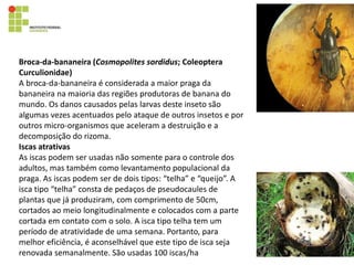 Broca-da-bananeira (Cosmopolites sordidus; Coleoptera
Curculionidae)
A broca-da-bananeira é considerada a maior praga da
bananeira na maioria das regiões produtoras de banana do
mundo. Os danos causados pelas larvas deste inseto são
algumas vezes acentuados pelo ataque de outros insetos e por
outros micro-organismos que aceleram a destruição e a
decomposição do rizoma.
Iscas atrativas
As iscas podem ser usadas não somente para o controle dos
adultos, mas também como levantamento populacional da
praga. As iscas podem ser de dois tipos: “telha” e “queijo”. A
isca tipo “telha” consta de pedaços de pseudocaules de
plantas que já produziram, com comprimento de 50cm,
cortados ao meio longitudinalmente e colocados com a parte
cortada em contato com o solo. A isca tipo telha tem um
período de atratividade de uma semana. Portanto, para
melhor eficiência, é aconselhável que este tipo de isca seja
renovada semanalmente. São usadas 100 iscas/ha
 