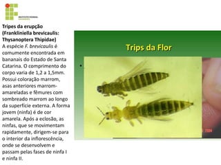 Tripes da erupção
(Frankliniella brevicaulis:
Thysanoptera Thipidae)
A espécie F. brevicaulis é
comumente encontrada em
bananais do Estado de Santa
Catarina. O comprimento do
corpo varia de 1,2 a 1,5mm.
Possui coloração marrom,
asas anteriores marrom-
amareladas e fêmures com
sombreado marrom ao longo
da superfície externa. A forma
jovem (ninfa) é de cor
amarela. Após a eclosão, as
ninfas, que se movimentam
rapidamente, dirigem-se para
o interior da inflorescência,
onde se desenvolvem e
passam pelas fases de ninfa I
e ninfa II.
 