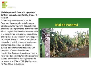 Mal-do-panamá Fusarium oysporum
Schlect. f.sp. cubense (Smith) Snyder &
Hansen
O mal-do-panamá ou murcha de
fusarium é provocado pelo fungo de
solo Fusarium oysporum f.sp. cubense
encontra-se amplamente distribuído em
várias regiões bananicultoras do mundo
e se caracteriza pela grande capacidade
em dizimar plantações em curto espaço
de tempo. Entre as doenças de plantas
tropicais, o mal-do-panamá se destaca
em termos de perdas. No Brasil o
cultivo da bananeira foi restrito a um
pequeno número de cultivares
resistentes. Essa prática põe em risco o
futuro da bananicultura no País que fica
sujeito à ocorrência do surgimento de
raças como a ST4 e a TR4, já existentes
na Ásia África e Austrália.
 