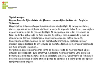 Sigatoka-negra
Mycosphaerella fijiensis Morelet (Paracercospora fijiensis (Morelet) Deighton
Sintomas
Os primeiros sintomas são pontuações minúsculas (estágio 1), despigmentadas,
visíveis apenas na face inferior do limbo a partir da segunda folha. Essas pontuações
evoluem para estrias de cor café (estágio 2), que podem ser vistas em ambas as
faces do limbo, sobretudo na face inferior. As estrias, com o passar do tempo se
alongam e se tornam mais largas, e continuam com a cor café (estágio 3).
Posteriormente transformam-se em manchas fusiformes ou elípticas e de cor
marrom escuro (estágio 4). Em seguida as manchas tornam-se negras apresentando
um halo amarelo (estágio 5).
Por último o centro das manchas torna-se cinza cercado de negro (estágio 6) (os
estágios descritos por Fouré em1970). A sigatoka-negra apresenta uma evolução
bem mais rápida das manchas que a da sigatoka-amarela. Geralmente as folhas são
destruídas antes que o cacho atinja o ponto de colheita, e o cacho pode cair após o
rompimento do engaço.
 