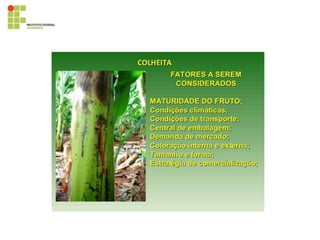 395819028-Cultura-Da-Bananeira.pdf