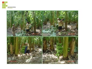 395819028-Cultura-Da-Bananeira.pdf