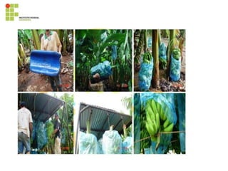 395819028-Cultura-Da-Bananeira.pdf