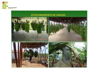 395819028-Cultura-Da-Bananeira.pdf