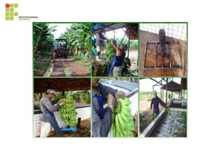 395819028-Cultura-Da-Bananeira.pdf