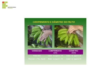 395819028-Cultura-Da-Bananeira.pdf