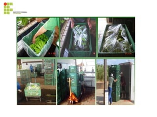 395819028-Cultura-Da-Bananeira.pdf