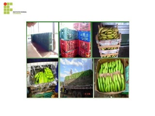 395819028-Cultura-Da-Bananeira.pdf