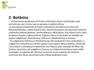 2- Botânica
- As bananeiras produtoras de frutos comestíveis foram classificadas, pela
primeira vez, por Linneu, que as agrupou no gênero Musa.
-as bananeiras produtoras de frutos comestíveis são plantas da classe das
Monicotiledôneas, ordem Scitaminales, família Musaceae, da qual fazem parte as
subfamílias Heliconioidease, Strelitzioidease e Musoidaea. Esta última inclui, além
do gênero Ensete, o gênero Musa. O gênero Musa ainda pode ser dividido em
quatro subgêneros: Australimusa, Callimusa, Rhodochlamys e Eumusa.
- Os subgêneros Callimusa e Rhodochlamys não produzem frutos comestíveis; o
subgêneros Australimusa contém apenas uma espécie (Musa textilis), conhecida
como abacá e utilizada principalmente nas Filipinas para extração de fibras das
bainhas vasculares. No subgênero Eumusa ou simplesmente Musa é que estão
localizadas as espécies de interesse comercial, essas espécies de interesse
comercial são: Musa acuminata Colla e Musa balbisiana Colla.
 