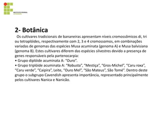 2- Botânica
Os cultivares tradicionais de bananeiras apresentam níveis cromossômicos di, tri
ou tetraplóides, respectivamente com 2, 3 e 4 cromossomos, em combinações
variadas de genomas das espécies Musa acuminata (genoma A) e Musa balvisiana
(genoma B). Estes cultivares diferem das espécies silvestres devido a presença de
genes responsáveis pela partenocarpia:
• Grupo diplóide acuminata A: “Ouro”.
• Grupo triplóide acuminata A: “Robusta”, “Mestiça”, “Gros-Michel”, “Caru roxa”,
“Caru verde”, “Caipira”, Leite, “Ouro Mel”, “São Mateus”, São Tomé”. Dentro deste
grupo o subgrupo Cavendish apresenta importância, representado principalmente
pelos cultivares Nanica e Nanicão.
 