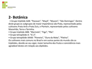 2- Botânica
• Grupo triplóide AAB: “Pacovan”, “Maçã”, “Mysore”, “São Domingos”. Dentro
deste grupo os subgrupos de maior importância são Prata, representado pelos
cultivares Prata Anã e Prata Zulu, e Plantain, representado pelos cultivares
Maranhão, Terra e Terrinha.
• Grupo triplóide ABB: “Marmelo”, “Figo”, “Pão”.
• Grupo tetraplóide A: “IC-2”.
• Grupo tetraplóide AAAB: “Pioneira”, “Ouro da Mata”, “Platina”.
Os cultivares mais comuns no Brasil e em outras partes do mundo são os
triplóides, devido ao seu vigor, maior tamanho dos frutos e consistência mais
agradável destes em relação aos diplóides.
 
