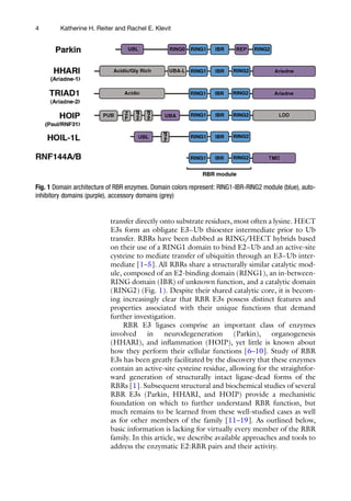 The Ubiquitin Proteasome System Methods and Protocols Thibault Mayor | PDF