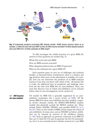 The Ubiquitin Proteasome System Methods and Protocols Thibault Mayor | PDF