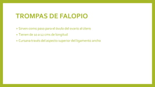 TROMPAS DE FALOPIO
• Sirven como paso para el óvulo del ovario al útero
• Tienen de 10 a 12 cms de longitud
• Cursana través del aspecto superior del ligamento ancho
 