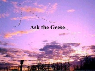 Ask the Geese 