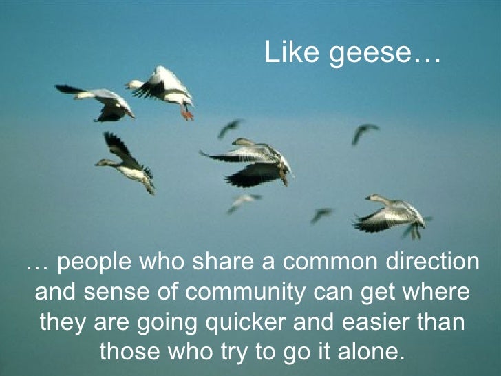 Ask The Geese Devotional