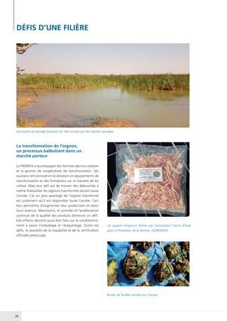 26
DÉFIS D’UNE FILIÈRE
La transformation de l’oignon,
un processus balbutiant dans un
marché porteur
Le PAMEFA a accompagné des femmes dans la création
et la gestion de coopératives de transformation. Ses
soutiens ont consisté en la dotation en équipements de
transformation et des formations sur la manière de les
utiliser. Mais leur défi est de trouver des débouchés à
même d’absorber les oignons transformés durant toute
l’année. Car un gros avantage de l’oignon transformé
est justement qu’il est disponible toute l’année. Ceci
leur permettra d’augmenter leur production et donc
leurs revenus. Néanmoins, le contrôle et l’amélioration
continue de la qualité des produits demeure un défi.
Des efforts devront aussi être faits sur le conditionne-
ment à savoir l’emballage et l’étiquettage. Outre ces
défis, la question de la traçabilité et de la certification
officielle préoccupe.
Une partie du barrage Kanazoé de Yako envahi par des plantes sauvages
Boules de feuilles séchées sur champs
Un paquet d’oignons séchés par l’association Cercle d’Eveil
pour la Promotion de la Femme, (CEPROFEM)
 
