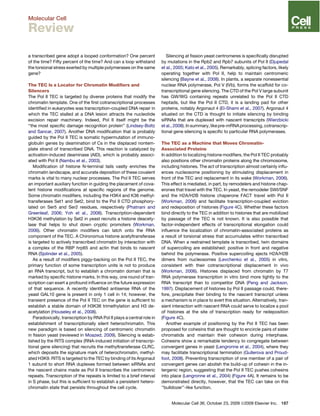 a transcribed gene adopt a looped conformation? One percent
of the time? Fifty percent of the time? And can a loop withstand
the torsional stress exerted by multiple polymerases on the same
gene?
The TEC Is a Locator for Chromatin Modiﬁers and
Silencers
The Pol II TEC is targeted by diverse proteins that modify the
chromatin template. One of the ﬁrst cotranscriptional processes
identiﬁed in eukaryotes was transcription-coupled DNA repair in
which the TEC stalled at a DNA lesion attracts the nucleotide
excision repair machinery. Indeed, Pol II itself might be the
‘‘the most speciﬁc damage recognition protein’’ (Lindsey-Boltz
and Sancar, 2007). Another DNA modiﬁcation that is probably
guided by the Pol II TEC is somatic hypermutation of immuno-
globulin genes by deamination of Cs in the displaced nontem-
plate strand of transcribed DNA. This reaction is catalyzed by
activation-induced deaminase (AID), which is probably associ-
ated with Pol II (Nambu et al., 2003).
Modiﬁcation of histone N-terminal tails vastly enriches the
chromatin landscape, and accurate deposition of these covalent
marks is vital to many nuclear processes. The Pol II TEC serves
an important auxiliary function in guiding the placement of cova-
lent histone modiﬁcations at speciﬁc regions of the genome.
Some chromatin modiﬁers, including the H3K4 and K36 methyl-
transferases Set1 and Set2, bind to the Pol II CTD phosphory-
lated on Ser5 and Ser2 residues, respectively (Phatnani and
Greenleaf, 2006; Yoh et al., 2008). Transcription-dependent
H3K36 methylation by Set2 in yeast recruits a histone deacety-
lase that helps to shut down cryptic promoters (Workman,
2006). Other chromatin modiﬁers can latch onto the RNA
component of the TEC. A Chironomus histone acetyltransferase
is targeted to actively transcribed chromatin by interaction with
a complex of the RBP hrp65 and actin that binds to nascent
RNA (Sjolinder et al., 2005).
As a result of modiﬁers piggy-backing on the Pol II TEC, the
primary function of some transcription units is not to produce
an RNA transcript, but to establish a chromatin domain that is
marked by speciﬁc histone marks. In this way, one round of tran-
scription can exert a profound inﬂuence on the future expression
of that sequence. A recently identiﬁed antisense RNA of the
yeast GAL10 gene is present in only 1 cell in 14; however, the
transient presence of the Pol II TEC on the gene is sufﬁcient to
establish a stable domain of H3K36 trimethylation and H3 de-
acetylation (Houseley et al., 2008).
Paradoxically, transcription by RNA Pol II plays a central role in
establishment of transcriptionally silent heterochromatin. This
new paradigm is based on silencing of centromeric chromatin
in ﬁssion yeast (reviewed in Moazed, 2009). Silencing is estab-
lished by the RITS complex (RNA-induced initiation of transcrip-
tional gene silencing) that recruits the methyltransferase CLRC,
which deposits the signature mark of heterochromatin, methyl-
ated H3K9. RITS is targeted to the TEC by binding of its Argonaut
1 subunit to short RNA duplexes formed between siRNAs and
the nascent chains made as Pol II transcribes the centromeric
repeats. Transcription of the repeats is limited to a brief interval
in S phase, but this is sufﬁcient to establish a persistent hetero-
chromatin state that persists throughout the cell cycle.
Silencing at ﬁssion yeast centromeres is speciﬁcally disrupted
by mutations in the Rpb2 and Rpb7 subunits of Pol II (Djupedal
et al., 2005; Kato et al., 2005). Remarkably, splicing factors, likely
operating together with Pol II, help to maintain centromeric
silencing (Bayne et al., 2008). In plants, a separate nonessential
nuclear RNA polymerase, Pol V (IVb), forms the scaffold for co-
transcriptional gene silencing. The CTD of the Pol V large subunit
has GW/WG containing repeats unrelated to the Pol II CTD
heptads, but like the Pol II CTD, it is a landing pad for other
proteins, notably Argonaut 4 (El-Shami et al., 2007). Argonaut 4
situated on the CTD is thought to initiate silencing by binding
siRNAs that are duplexed with nascent transcripts (Wierzbicki
et al., 2008). In summary, likepre-mRNA processing, cotranscrip-
tional gene silencing is speciﬁc to particular RNA polymerases.
The TEC as a Machine that Moves Chromatin-
Associated Proteins
In addition to localizing histone modiﬁers, the Pol II TEC probably
also positions other chromatin proteins along the chromosome,
including histones. The act of transcription almost certainly inﬂu-
ences nucleosome positioning by stimulating displacement in
front of the TEC and replacement in its wake (Workman, 2006).
This effect is mediated, in part, by remodelers and histone chap-
erones that travel with the TEC. In yeast, the remodeler SWI/SNF
and the H2A/H2B histone chaperone FACT travel with Pol II
(Workman, 2006) and facilitate transcription-coupled eviction
and redeposition of histones (Figure 4C). Whether these factors
bind directly to the TEC in addition to histones that are mobilized
by passage of the TEC is not known. It is also possible that
factor-independent effects of transcriptional elongation could
inﬂuence the localization of chromatin-associated proteins as
a result of torsional stress that accumulates within transcribed
DNA. When a restrained template is transcribed, twin domains
of supercoiling are established: positive in front and negative
behind the polymerase. Positive supercoiling ejects H2A/H2B
dimers from nucleosomes (Levchenko et al., 2005) in vitro,
consistent with their cotranscriptional displacement in vivo
(Workman, 2006). Histones displaced from chromatin by T7
RNA polymerase transcription in vitro bind more tightly to the
RNA transcript than to competitor DNA (Peng and Jackson,
1997). Displacement of histones by Pol II passage could, there-
fore, precipitate their binding to the nascent transcript unless
a mechanism is in place to avert this situation. Alternatively, tran-
sient interaction with nascent RNA could serve to localize a pool
of histones at the site of transcription ready for redeposition
(Figure 4C).
Another example of positioning by the Pol II TEC has been
proposed for cohesins that are thought to encircle pairs of sister
chromatids and maintain their cohesion during interphase.
Cohesins show a remarkable tendency to congregate between
convergent genes in yeast (Lengronne et al., 2004), where they
may facilitate transcriptional termination (Gullerova and Proud-
foot, 2008). Preventing transcription of one member of a pair of
convergent genes can abolish the build-up of cohesin in the in-
tergenic region, suggesting that the Pol II TEC pushes cohesins
into place (Lengronne et al., 2004) (Figure 4A). It remains to be
demonstrated directly, however, that the TEC can take on this
‘‘bulldozer’’-like function.
Molecular Cell 36, October 23, 2009 ª2009 Elsevier Inc. 187
Molecular Cell
Review
 
