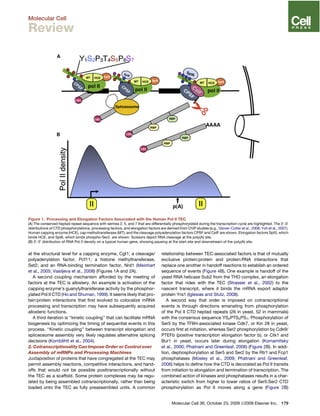 at the structural level for a capping enzyme, Cgt1; a cleavage/
polyadenylation factor, Pcf11; a histone methyltransferase,
Set2; and an RNA-binding termination factor, Nrd1 (Meinhart
et al., 2005; Vasiljeva et al., 2008) (Figures 1A and 2A).
A second coupling mechanism afforded by the meeting of
factors at the TEC is allostery. An example is activation of the
capping enzyme’s guanylyltransferase activity by the phosphor-
ylated Pol II CTD (Ho and Shuman, 1999). It seems likely that pro-
tein:protein interactions that ﬁrst evolved to colocalize mRNA
processing and transcription may have subsequently acquired
allosteric functions.
A third iteration is ‘‘kinetic coupling’’ that can facilitate mRNA
biogenesis by optimizing the timing of sequential events in this
process. ‘‘Kinetic coupling’’ between transcript elongation and
spliceosome assembly very likely regulates alternative splicing
decisions (Kornblihtt et al., 2004).
2. Cotranscriptionality Can Impose Order or Control over
Assembly of mRNPs and Processing Machines
Juxtaposition of proteins that have congregated at the TEC may
permit assembly reactions, competitive interactions, and hand-
offs that would not be possible posttranscriptionally without
the TEC as a scaffold. Some protein complexes may be regu-
lated by being assembled cotranscriptionally, rather than being
loaded onto the TEC as fully preassembled units. A common
relationship between TEC-associated factors is that of mutually
exclusive protein:protein and protein:RNA interactions that
replace one another in handoff reactions to establish an ordered
sequence of events (Figure 4B). One example is handoff of the
yeast RNA helicase Sub2 from the THO complex, an elongation
factor that rides with the TEC (Strasser et al., 2002) to the
nascent transcript, where it binds the mRNA export adaptor
protein Yra1 (Iglesias and Stutz, 2008).
A second way that order is imposed on cotranscriptional
events is through directions emanating from phosphorylation
of the Pol II CTD heptad repeats (26 in yeast, 52 in mammals)
with the consensus sequence YS2PTS5PS7. Phosphorylation of
Ser5 by the TFIIH-associated kinase Cdk7, or Kin 28 in yeast,
occurs ﬁrst at initiation, whereas Ser2 phosphorylation by Cdk9/
PTEFb (positive transcription elongation factor b), or Ctk1 and
Bur1 in yeast, occurs later during elongation (Komarnitsky
et al., 2000; Phatnani and Greenleaf, 2006) (Figure 2B). In addi-
tion, dephosphorylation at Ser5 and Ser2 by the Rtr1 and Fcp1
phosphatases (Mosley et al., 2009; Phatnani and Greenleaf,
2006) helps to deﬁne how the CTD is decorated as Pol II transits
from initiation to elongation and termination of transcription. The
combined action of kinases and phosphatases results in a char-
acteristic switch from higher to lower ratios of Ser5:Ser2 CTD
phosphorylation as Pol II moves along a gene (Figure 2B)
Figure 1. Processing and Elongation Factors Associated with the Human Pol II TEC
(A) The conserved heptad repeat sequence with serines 2, 5, and 7 that are differentially phosphorylated during the transcription cycle are highlighted. The 50
-30
distributions of CTD phosphorylations, processing factors, and elongation factors are derived from ChIP studies (e.g., Glover-Cutter et al., 2008; Yoh et al., 2007).
Human capping enzyme (HCE), cap methyltransferase (MT), and the cleavage polyadenylation factors CPSF and CstF are shown. Elongation factors Spt5, which
binds HCE, and Spt6, which binds phospho-Ser2, are shown. Scissors depict RNA cleavage at the poly(A) site.
(B) 50
-30
distribution of RNA Pol II density on a typical human gene, showing pausing at the start site and downstream of the poly(A) site.
Molecular Cell 36, October 23, 2009 ª2009 Elsevier Inc. 179
Molecular Cell
Review
 