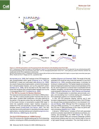 (Komarnitsky et al., 2000). Ser7 residues of the CTD heptads are
also phosphorylated within genes (Chapman et al., 2007) by
Kin28/Cdk7 in yeast and mammalian cells (Akhtar et al., 2009).
As a result of sequential phosphorylation, proteins that recognize
Ser 5 phosphorylated heptads, such as the yeast Nrd1 protein
(Vasiljeva et al., 2008), will be recruited to the TEC earlier than
those that recognize Ser2 phosphorylated heptads such as the
30
processing factor Pcf11 (Licatalosi et al., 2002).
3. The TEC Is a Locator for Nuclear Machines
The impact of cotranscriptionality is not limited to mRNA produc-
tion. The TEC is used to localize protein machines that carry out
DNA repair, covalent DNA modiﬁcation, and gene silencing to
the places in the genome where they are required. An example
of this locator function is transcription-coupled DNA repair in
which the nucleotide excision repair machine recognizes a
stalled Pol II TEC and speciﬁcally removes DNA lesions on the
template strand (Lindsey-Boltz and Sancar, 2007). The TEC
may also be an active participant in relocating chromatin-associ-
ated proteins, including histones and cohesins (Lengronne et al.,
2004; Workman, 2006) (Figures 4A and 4C).
The Pol II CTD Organizes an ‘‘mRNA Factory’’
The CTD functions as a ﬂexible landing pad for Pol II-interacting
proteins, including pre-mRNA-processing factors and chromatin
modiﬁers (Phatnani and Greenleaf, 2006). The length of the fully
extended CTD would be many times the diameter of core Pol II
(Meinhart et al., 2005), providing ample space, in principle, for
binding to multiple partners. The heptad repeats are phosphory-
lated and dephosphorylated by kinases and phosphatases at the
S2, S5, and S7 positions in a manner that is coordinated with the
initiation, elongation, and termination phases of the transcription
cycle (reviewed in Meinhart et al., 2005; Phatnani and Greenleaf,
2006). CTD phosphorylation is potentially astronomically com-
plex, and elucidating how it controls loading and unloading of
Pol II passenger proteins is an important problem.
In vitro, the CTD enhances capping, splicing, and 30
end
formation independently of ongoing transcription, and CTD dele-
tion disrupts these processing reactions in vivo (reviewed in Hir-
ose and Manley, 2000). Although the CTD is necessary for efﬁ-
cient pre-mRNA processing, it is not sufﬁcient. Simply pinning
the CTD onto T7 RNA polymerase or Pol I does not permit efﬁ-
cient processing (Natalizio et al., 2009).
A dynamic ‘‘mRNA factory’’ complex of Pol II with associated
proteins is probably responsible for simultaneous synthesis, pro-
cessing, and packaging of the mRNP (Figure 1A). The poly-
merase with nascent RNA and numerous passenger proteins
would almost certainly exert too much viscous drag to move at
a high speed through nucleoplasm. The most likely solution to
Figure 2. CTD Phosphorylation and Processing Factor Recruitment at the Budding Yeast Pol II TEC
(A) 50
-30
distributions of factors are based on ChIP studies as in Figure 1A. Four factors that bind directly to the CTD are depicted: the cap methyltransferase (MT)
and guanylyltransferase (GT), the termination factor Nrd1, and the cleavage/polyadenylation factor Pcf11. Gene gating by putative interaction between the
nuclear pore and the TEC is depicted by a yellow arrow.
(B) ChIP-Chip analysis of the 50
-30
distribution of total Pol II density (left) and Ser2 and Ser5 phosphorylated Pol II (right) on a typical highly transcribed yeast gene
(RPL3). Results are from P. Megee and D.B., unpublished data.
180 Molecular Cell 36, October 23, 2009 ª2009 Elsevier Inc.
Molecular Cell
Review
 