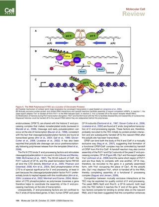 endonuclease, CPSF73, are shared with the histone 30
end-pro-
cessing complex that makes nonadenylated ends (reviewed in
Mandel et al., 2008). Cleavage and early polyadenylation can
occur at the site of transcription (Bauren et al., 1998), consistent
with the fact that cleavage/polyadenylation factors are found at
transcribed genes (Ahn et al., 2004; Gall et al., 1999; Glover-
Cutter et al., 2008; Licatalosi et al., 2002). It has also been
reported that poly(A) site cleavage can occur posttranscription-
ally following polymerase release from the template (West et al.,
2008).
The Pol II CTD binds 30
end-processing factors and stimulates
cleavage/polyadenylation in vivo and in vitro (Hirose and Manley,
1998; McCracken et al., 1997). The 50 kD subunit of CstF, the
Pcf11 subunit of CF1A, and the yeast termination factor Rtt103
all bind the CTD directly (Meinhart et al., 2005; Phatnani and
Greenleaf, 2006; Kim et al., 2004). Ser2 phosphorylation of the
CTD is of special signiﬁcance for 30
end processing, at least in
part because the cleavage/polyadenylation factor Pcf11 prefer-
entially binds to heptad repeats with this modiﬁcation (Ahn et al.,
2004; Licatalosi et al., 2002; Meinhart and Cramer, 2004). Modu-
lation of CTD phosphorylation as polymerase traverses a gene
therefore helps to coordinate the assembly of the 30
end-pro-
cessing machinery at the site of transcription.
Unexpectedly, 30
end-processing factors are not conﬁned to
the 30
ends of transcribed genes. In fact, human CPSF and yeast
CF1A subunits (Dantonel et al., 1997; Glover-Cutter et al., 2008;
Licatalosi et al., 2002) are found at 50
ends, long before transcrip-
tion of 30
end-processing signals. These factors are, therefore,
probably recruited to the TEC initially by protein:protein interac-
tion and are subsequently handed off to the nascent RNA after
the poly(A) site has been transcribed.
CPSF can bind both the body of Pol II and CstF in a mutually
exclusive way (Nag et al., 2007), suggesting that formation of
a functional CPSF/CstF complex may be controlled by handoff
of CPSF from Pol II to CstF. A handoff reaction may also control
assembly of the Pcf11 and Clp1 subunits of the yeast 30
end-pro-
cessing complex, CF1A (Figure 4B). Clp1 and the export adaptor
Yra1 (Johnson et al., 2009) bind the same short region of Pcf11
and are thus likely to compete with one another. CF1A may,
therefore, be recruited to the gene in a partially assembled
form, with Yra1 occupying the place of Clp1. At the poly(A)
site, Clp1 may displace Yra1, which is handed off to the RNA,
thereby completing assembly of a functional 30
processing
complex (Saguez and Jensen, 2009).
Competition between mutually exclusive interactions at the
TEC may be exploited for quality control of 30
end processing.
The yeast RBPs Npl3 and Rna15, a CF1A subunit, both load
onto the TEC before it reaches the 30
end of the gene. These
two factors compete for binding to similar sites on the nascent
RNA, and it has been suggested that this competition enhances
Figure 4. The RNA Polymerase II TEC as a Locator of Chromatin Proteins
(A) Possible mechanism of cohesin (pink rings) localization by convergent transcription in yeast (based on Lengronne et al., 2004).
(B) Mutually exclusive protein:protein and protein:RNA interactions and handoff reactions facilitate assembly of export-competent mRNPs. In reaction 1, the
yeast export adaptor Yra1 is handed off from Pcf11 to the RNA helicase Sub2. In reaction 2, Yra1 is handed off to the export receptor Mex67/Mtr2.
(C) Mobilization of histones during Pol II transcription elongation. FACT and Swi/Snf travel with the TEC to facilitate disassembly and reassembly of nucleosomes.
Displaced histones could be handed off to the nascent RNA before they are redeposited behind the polymerase.
184 Molecular Cell 36, October 23, 2009 ª2009 Elsevier Inc.
Molecular Cell
Review
 