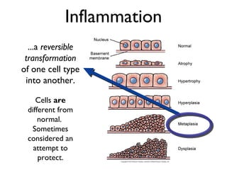 Role of Inflammation, Genetics, Epigenetics, and Stem Cells in ...
