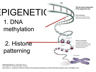 Role of Inflammation, Genetics, Epigenetics, and Stem Cells in ...