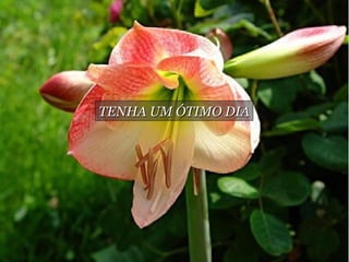 TENHA UM ÓTIMO DIA
 