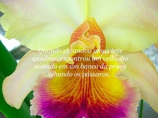 Quando ele andou umas três
quadras, encontrou um velhinho
 sentado em um banco da praça
      olhando os pássaros.
 